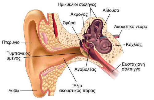 ear